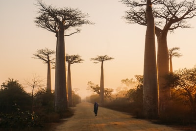 白天马达加斯加猴面包树大道